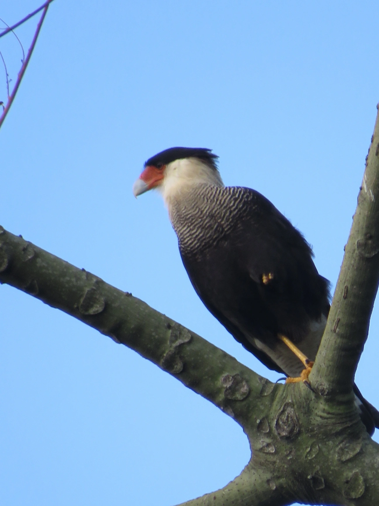 Carcará (Caracara plancus), aves, fotografado em Maresias, São Sebastião