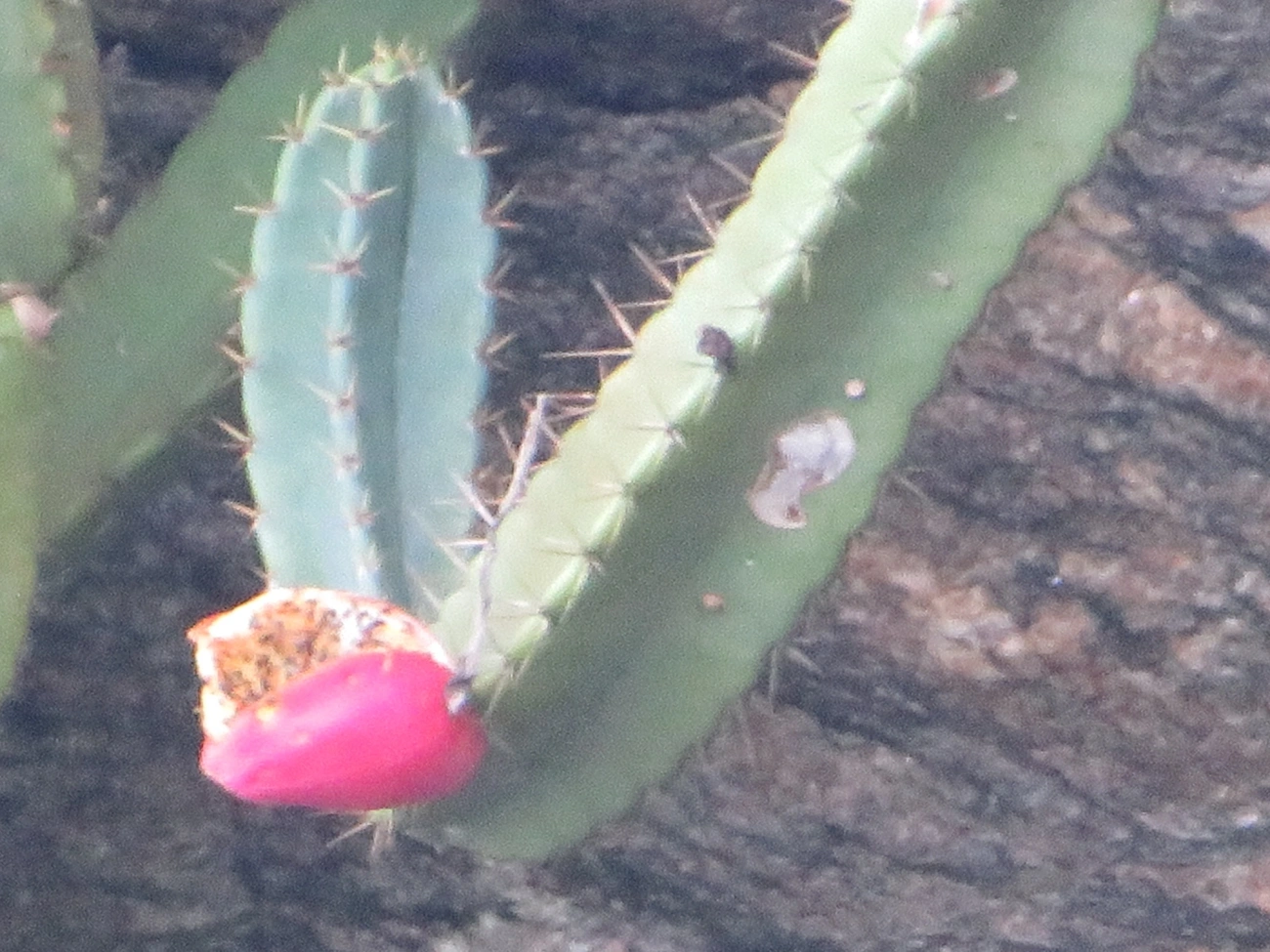 Mandacaru-da-praia (Cereus fernambucensis), plantas, fotografado em Maresias, São Sebastião