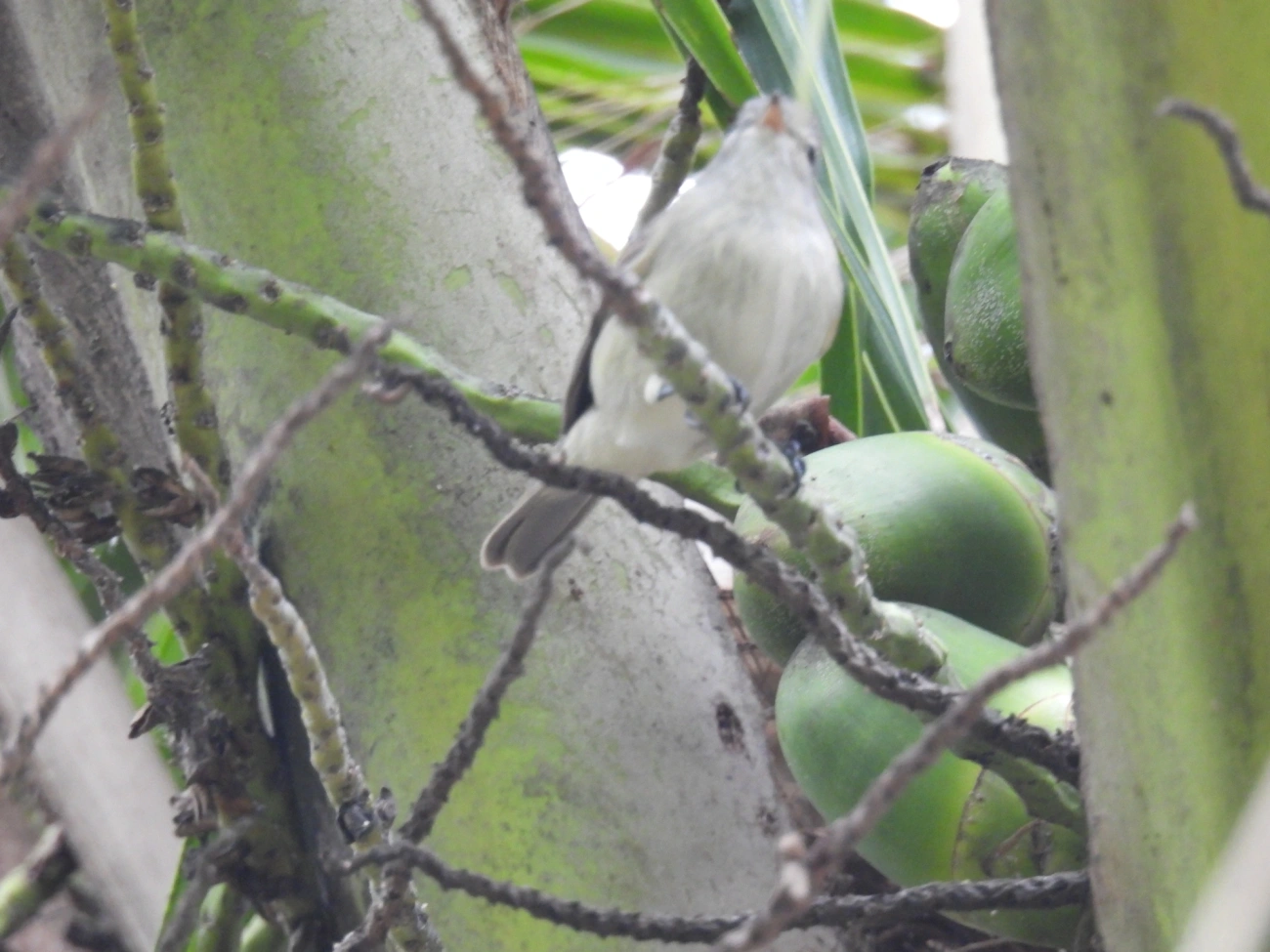 Risadinha (Camptostoma obsoletum), aves, fotografado em Maresias, São Sebastião