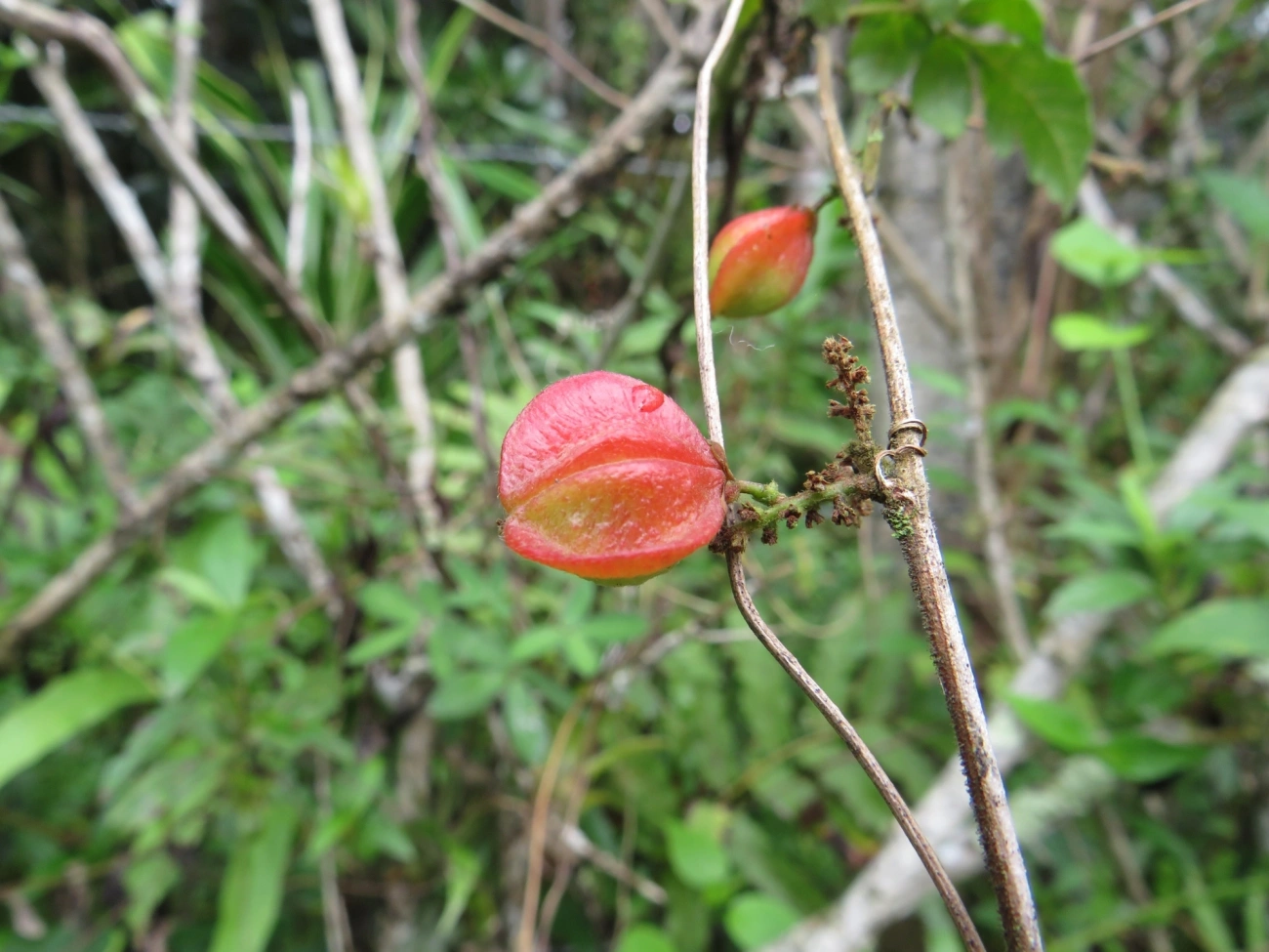 Paullinia, plantas, fotografado em Maresias, São Sebastião