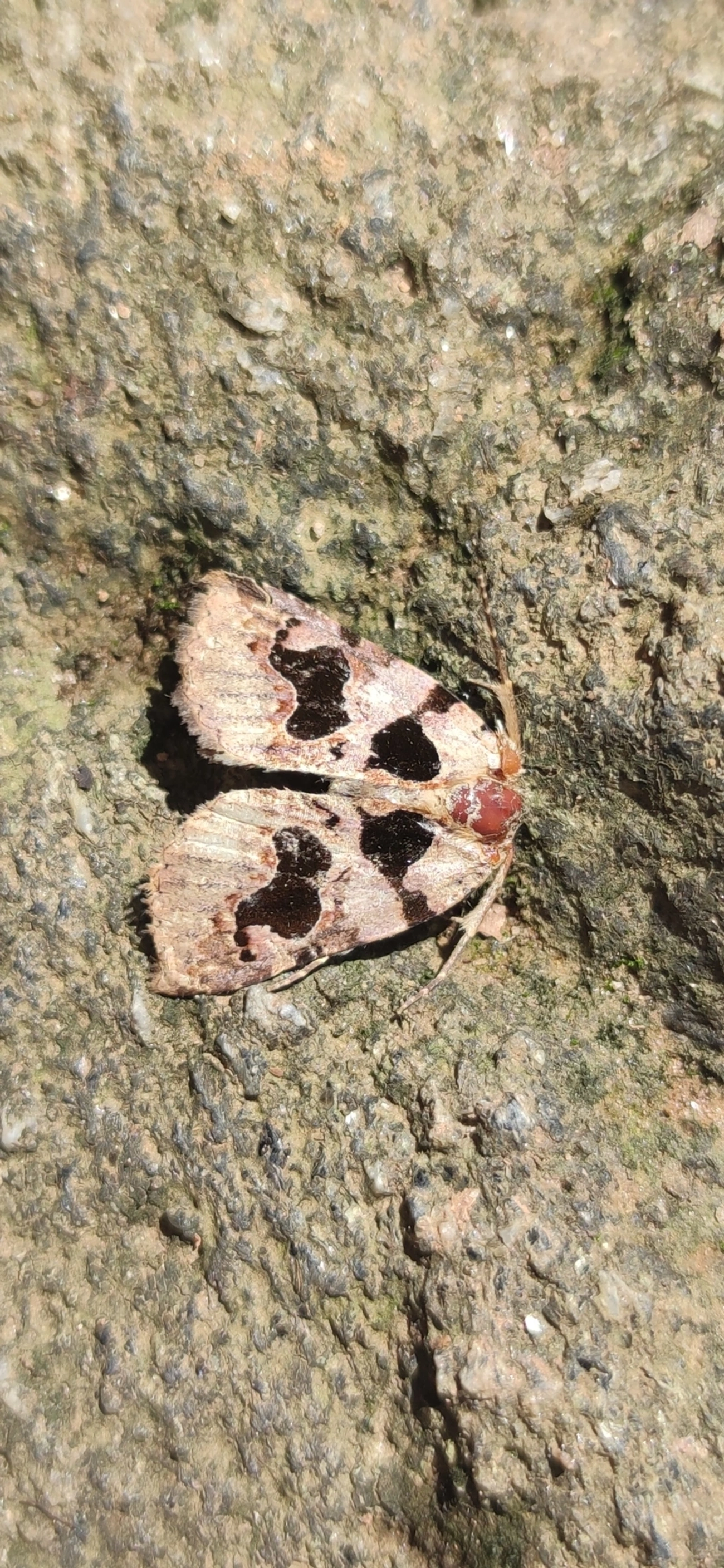 Athyrma, insetos, fotografado em Maresias, São Sebastião