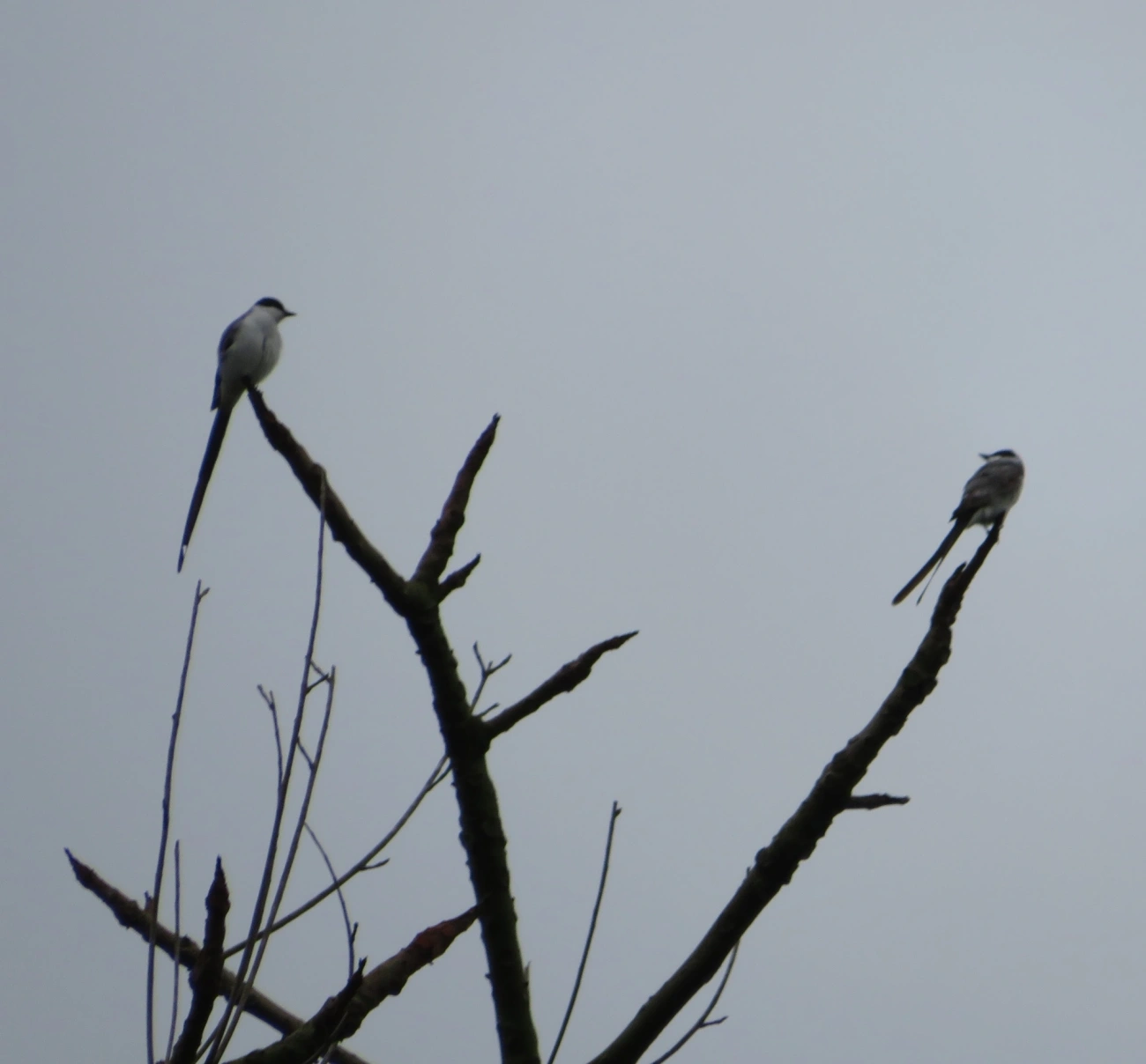 Tesourinha (Tyrannus savana), aves, fotografado em Maresias, São Sebastião