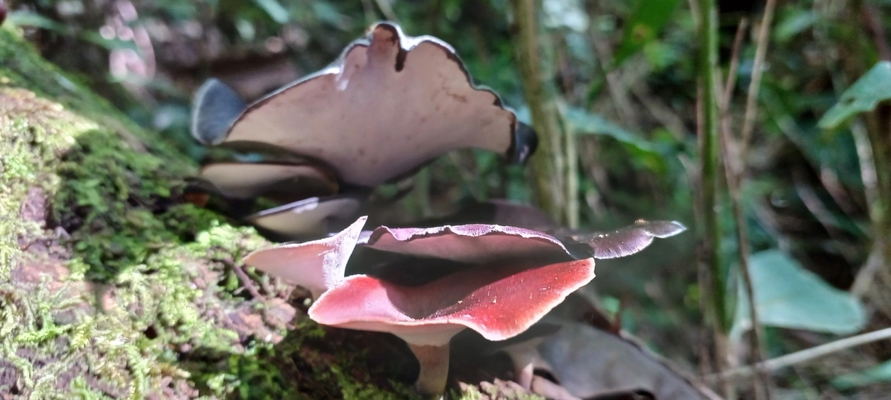 Picipes, fungos, fotografado em Visconde de Mauá