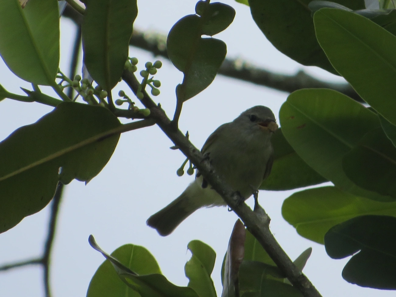 Risadinha (Camptostoma obsoletum), aves, fotografado em Maresias, São Sebastião