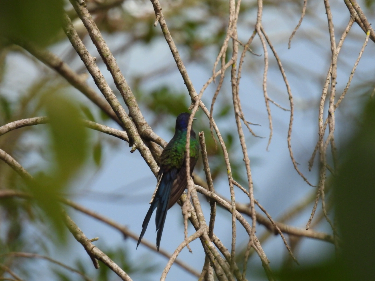 Beija-flor-tesoura (Eupetomena macroura), aves, fotografado em Perequê, Ilhabela