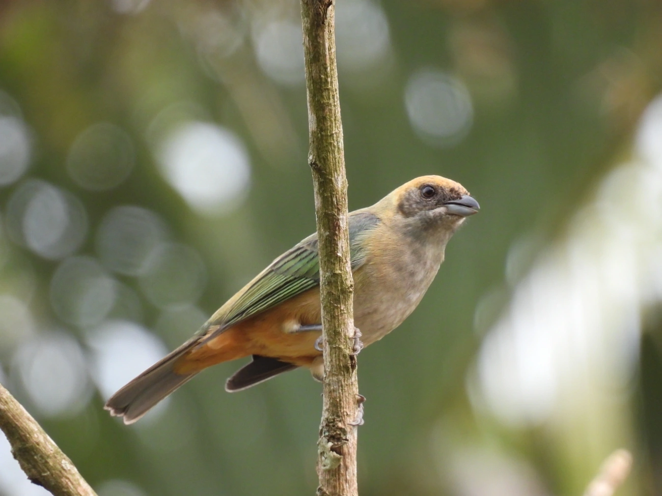 Saíra-amarela (Stilpnia cayana), aves, fotografado em Santa Branca