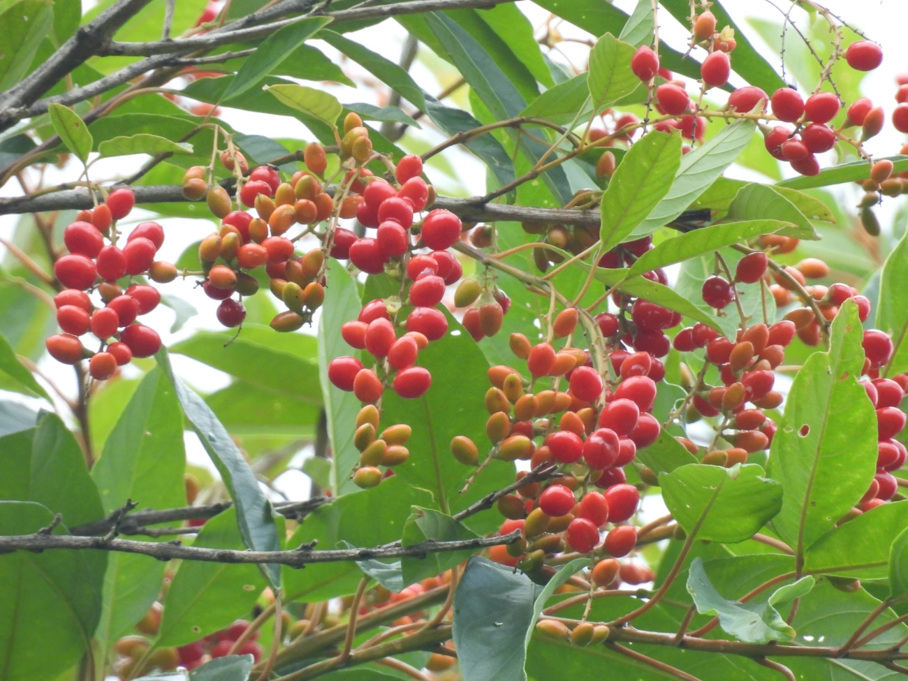 Pau-viola (Citharexylum myrianthum), plantas, fotografado em Bonete, Ilhabela