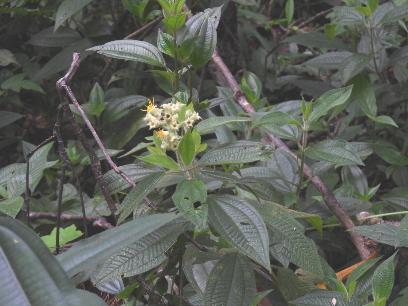 Pixiricas e Afins (Miconia), plantas, fotografado em Queluz