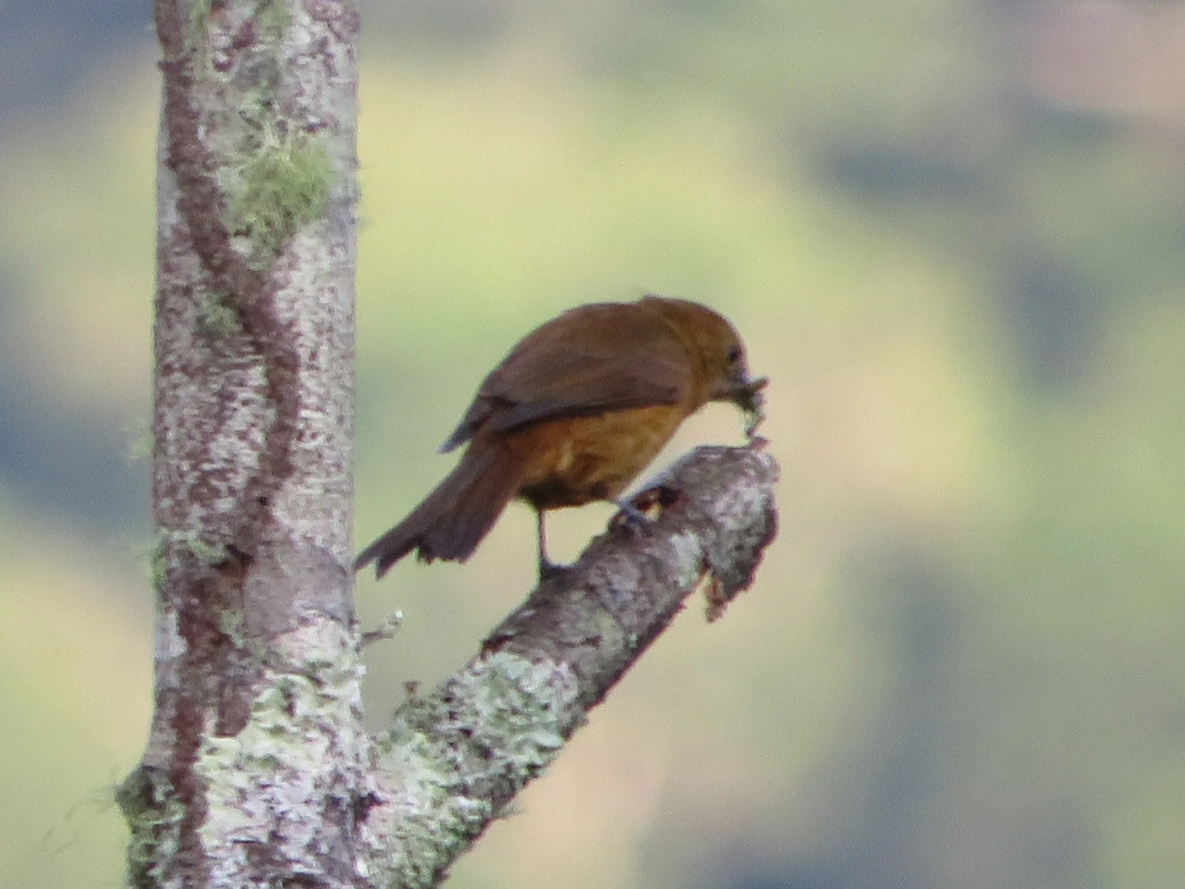 Tiê-galo (Loriotus cristatus), aves, fotografado em Maresias, São Sebastião
