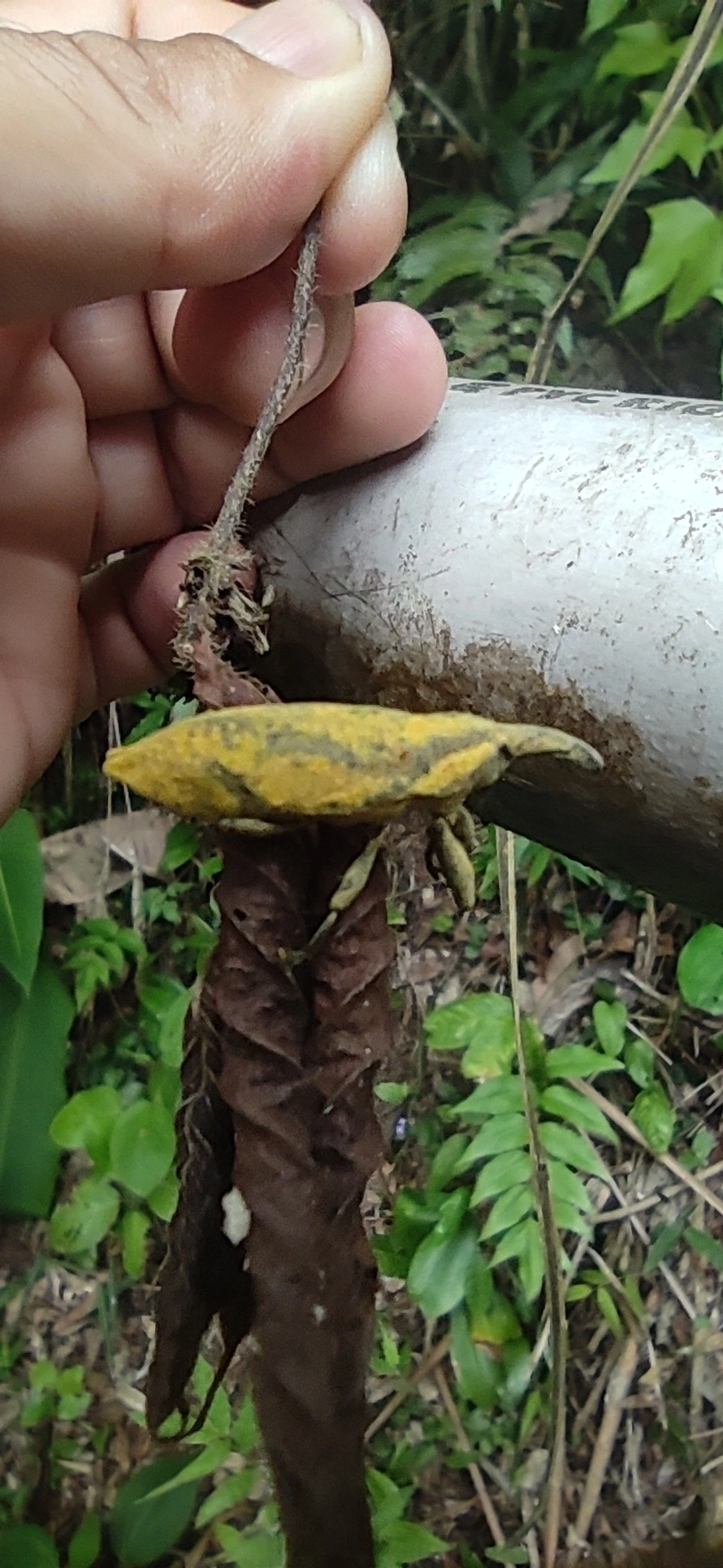 Lixus, insetos, fotografado em Maresias, São Sebastião