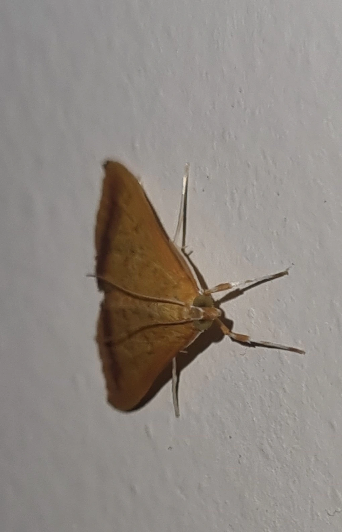 Hyalorista, insetos, fotografado em Maresias, São Sebastião