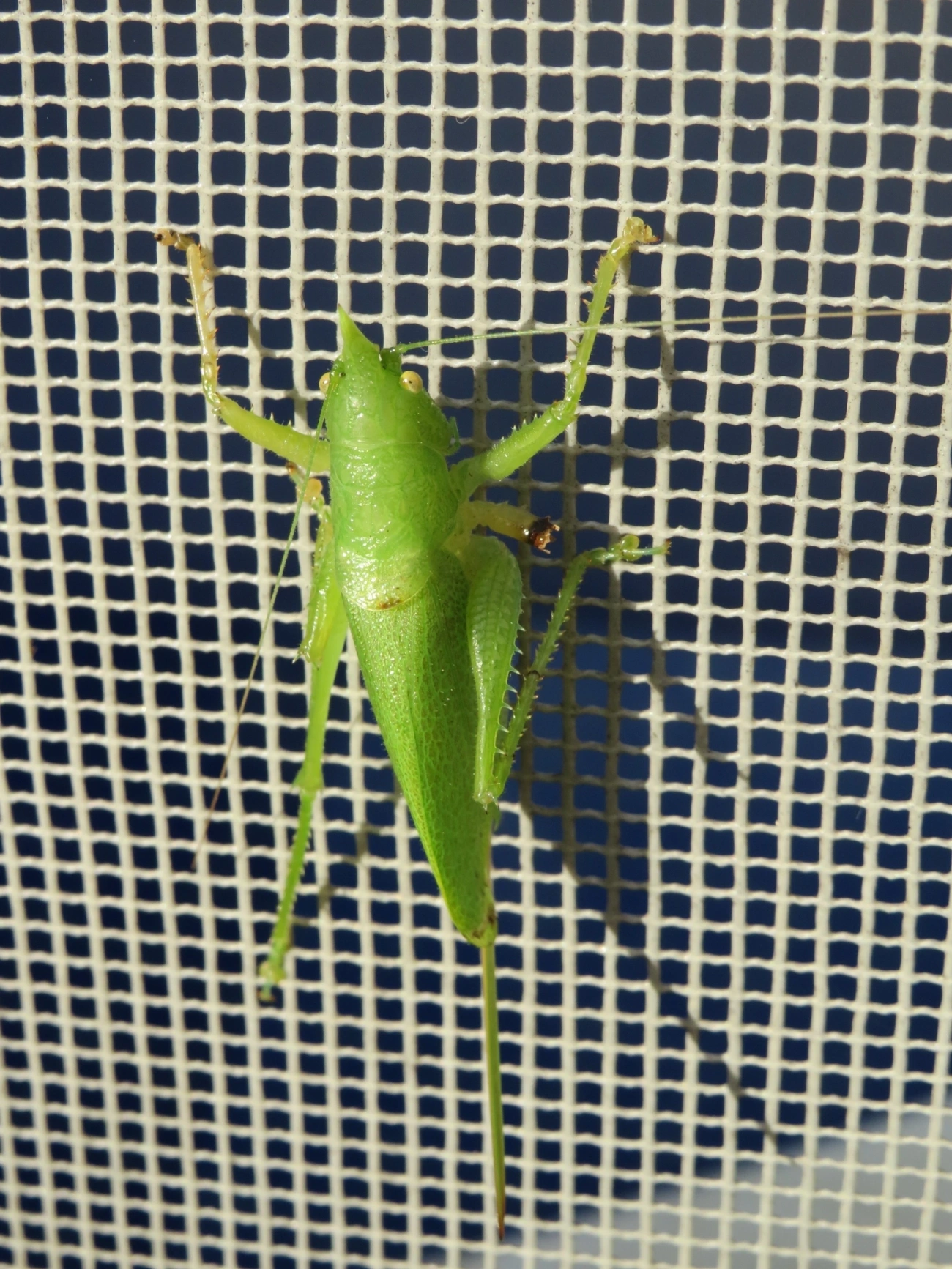 Esperança (Copiphora brachyptera), insetos, fotografado em Maresias, São Sebastião