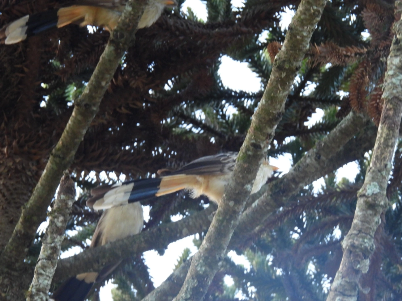 Anu-branco (Guira guira), aves, fotografado em Visconde de Mauá
