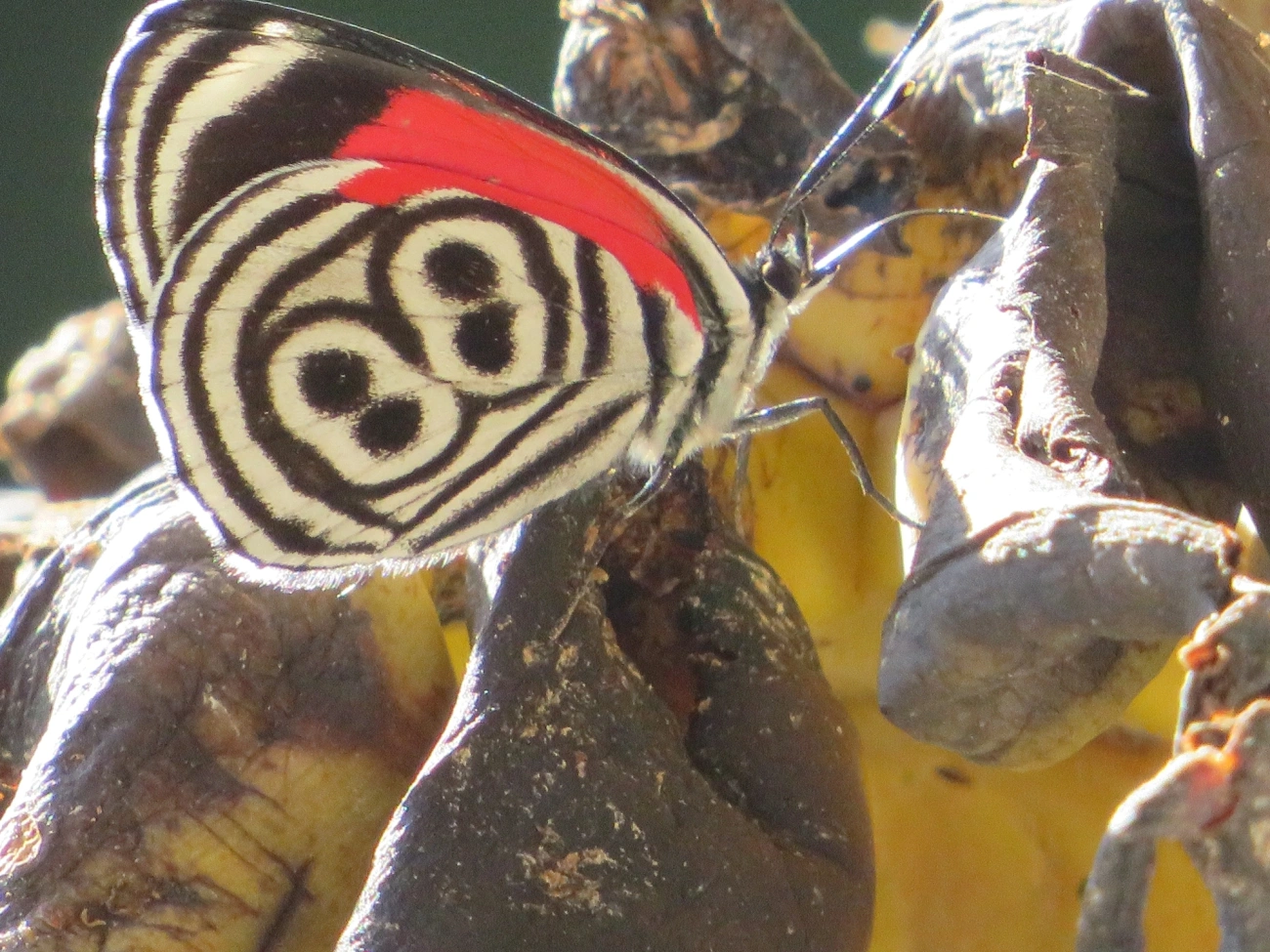 Borboleta-oitenta-e-oito (Diaethria clymena), insetos, fotografado em Maresias, São Sebastião