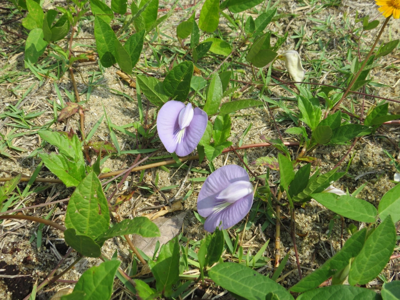 Centro (Centrosema pubescens), plantas, fotografado em Mocóca