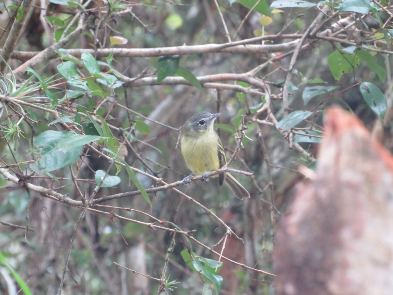Bico-chato-de-orelha-preta (Tolmomyias sulphurescens), aves, fotografado em Maresias, São Sebastião