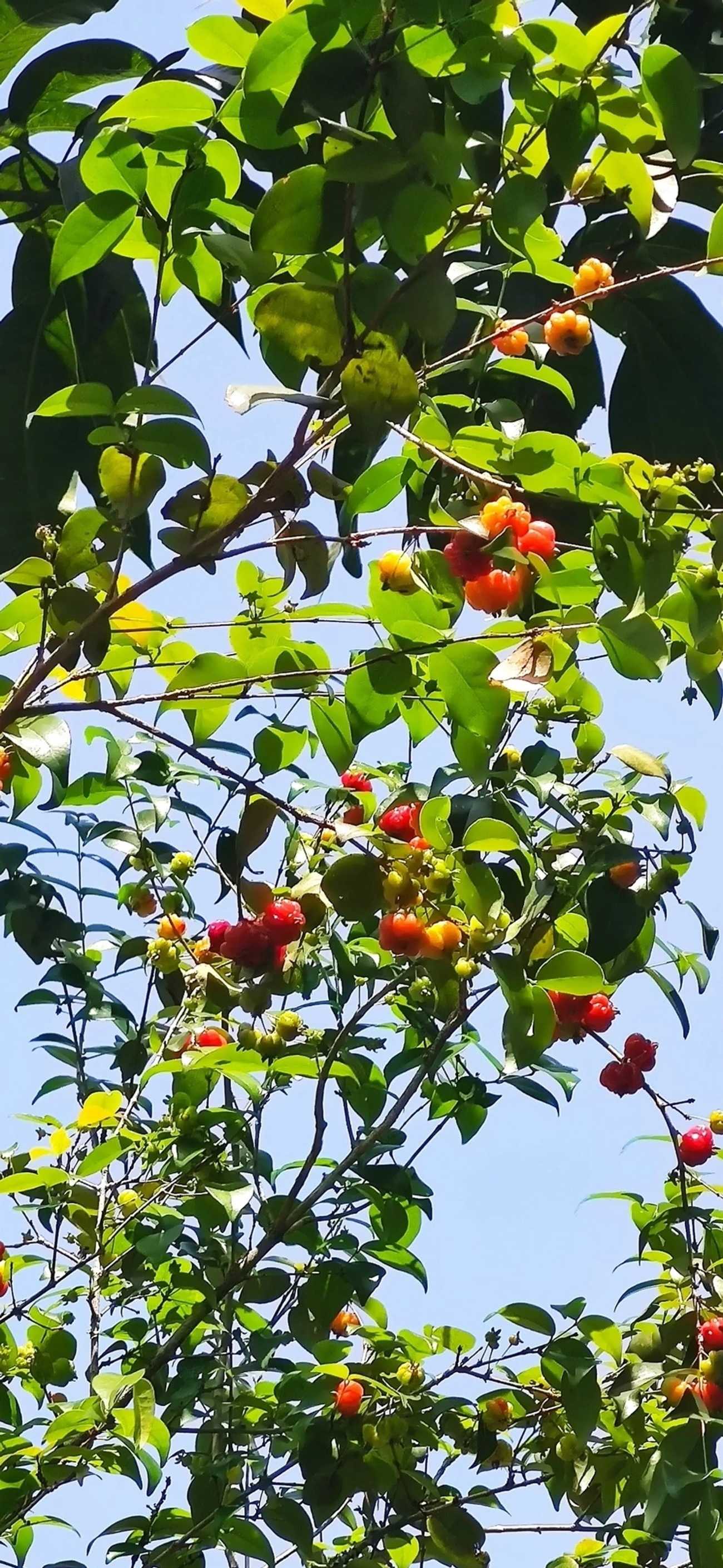 Pitanga (Eugenia uniflora), plantas, fotografado em Maresias, São Sebastião