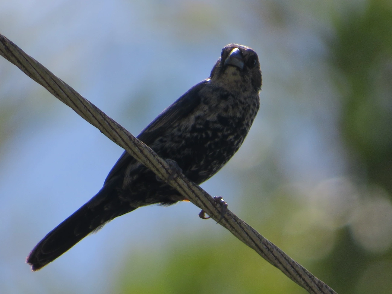Tiziu (Volatinia jacarina), aves, fotografado em Maresias, São Sebastião