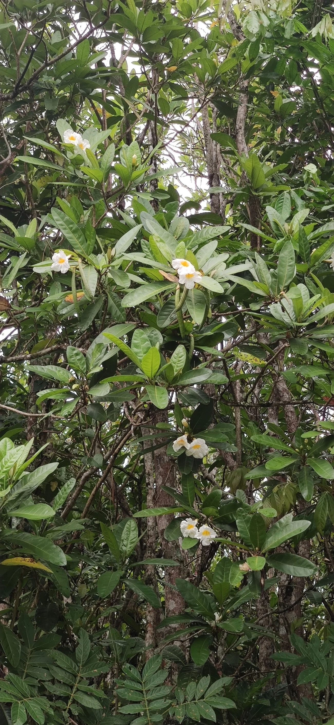 Caixeta (Tabebuia cassinoides), plantas, fotografado em São Sebastião