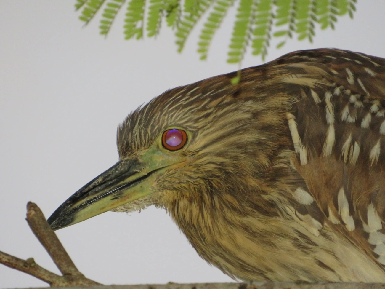 Socó-dorminhoco (Nycticorax nycticorax), aves, fotografado em Caraguatatuba
