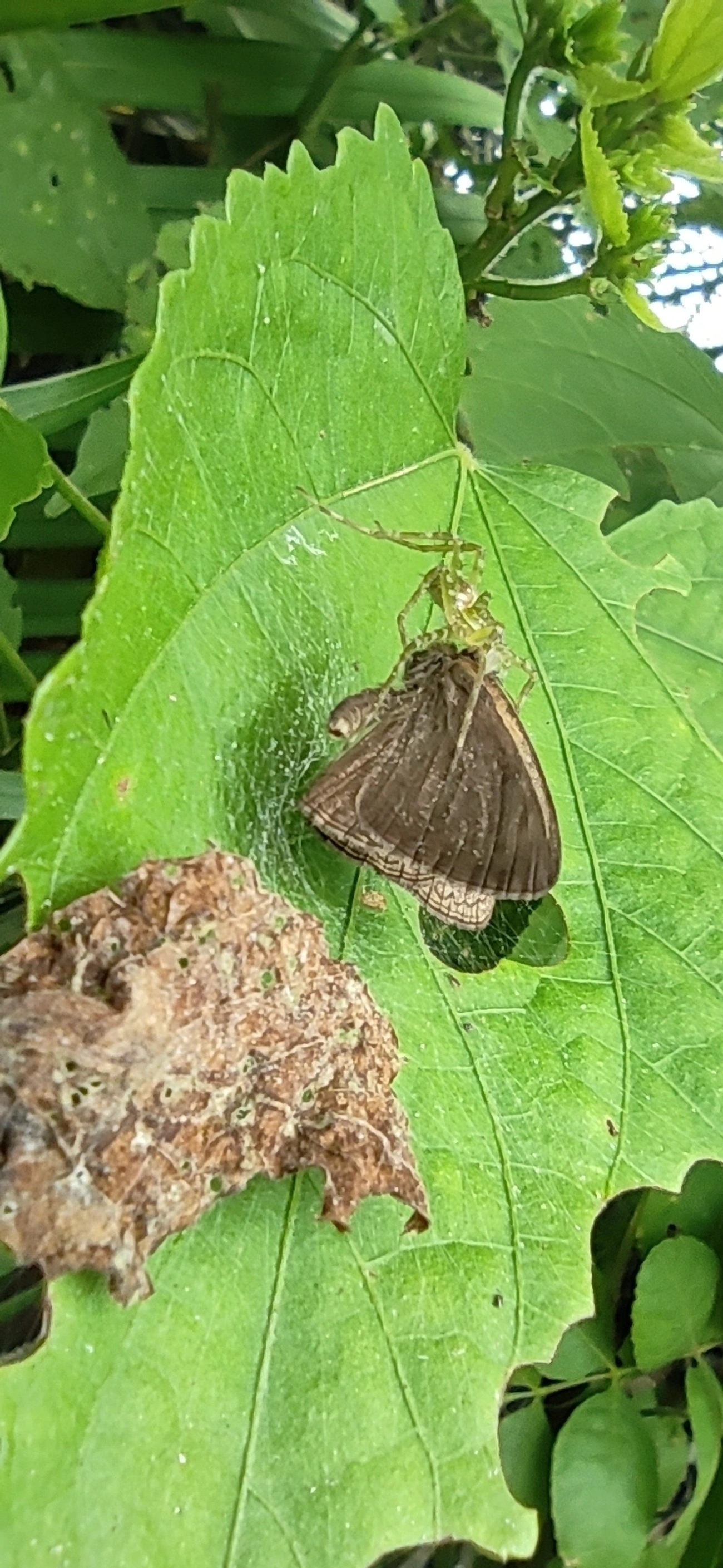 Satirinho-de-Hermes (Hermeuptychia hermes), insetos, fotografado em Maresias, São Sebastião