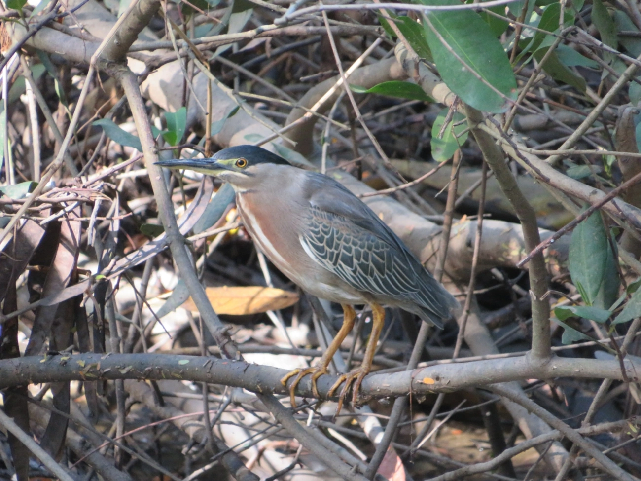 Socozinho (Butorides striata), aves, fotografado em Indaiá, Caraguatatuba