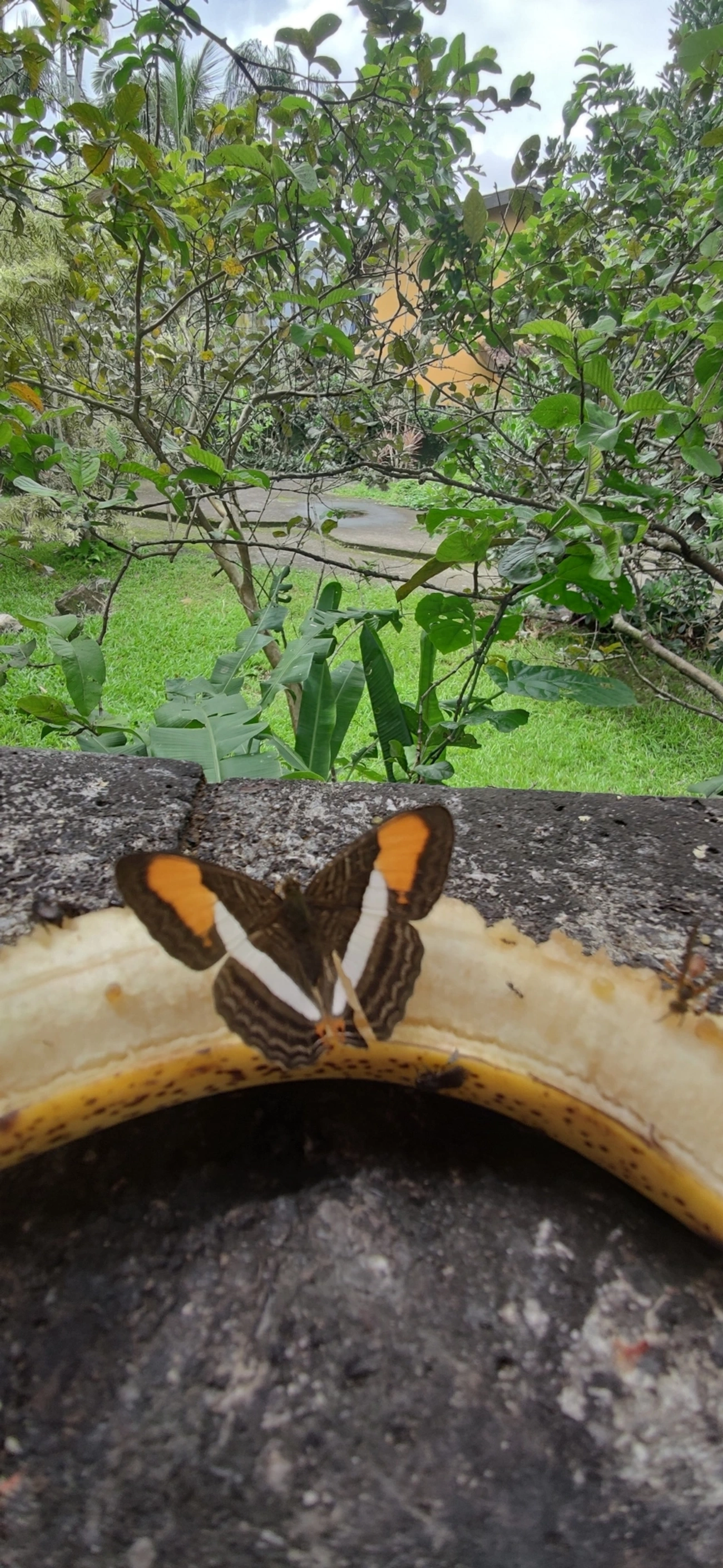 Irmã-de-faixa-lisa (Adelpha cytherea), insetos, fotografado em Maresias, São Sebastião