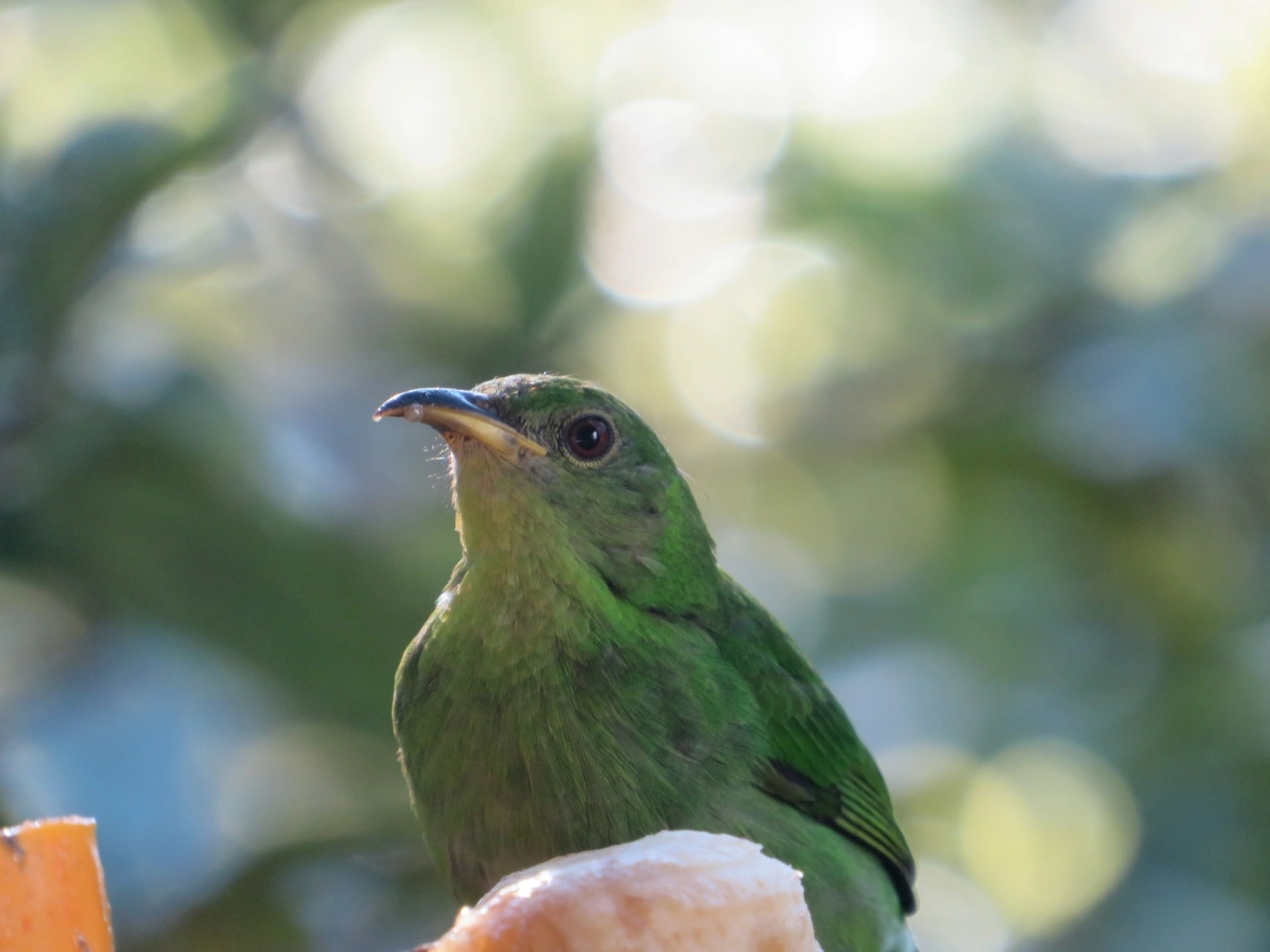 Saí-verde (Chlorophanes spiza), aves, fotografado em Maresias, São Sebastião