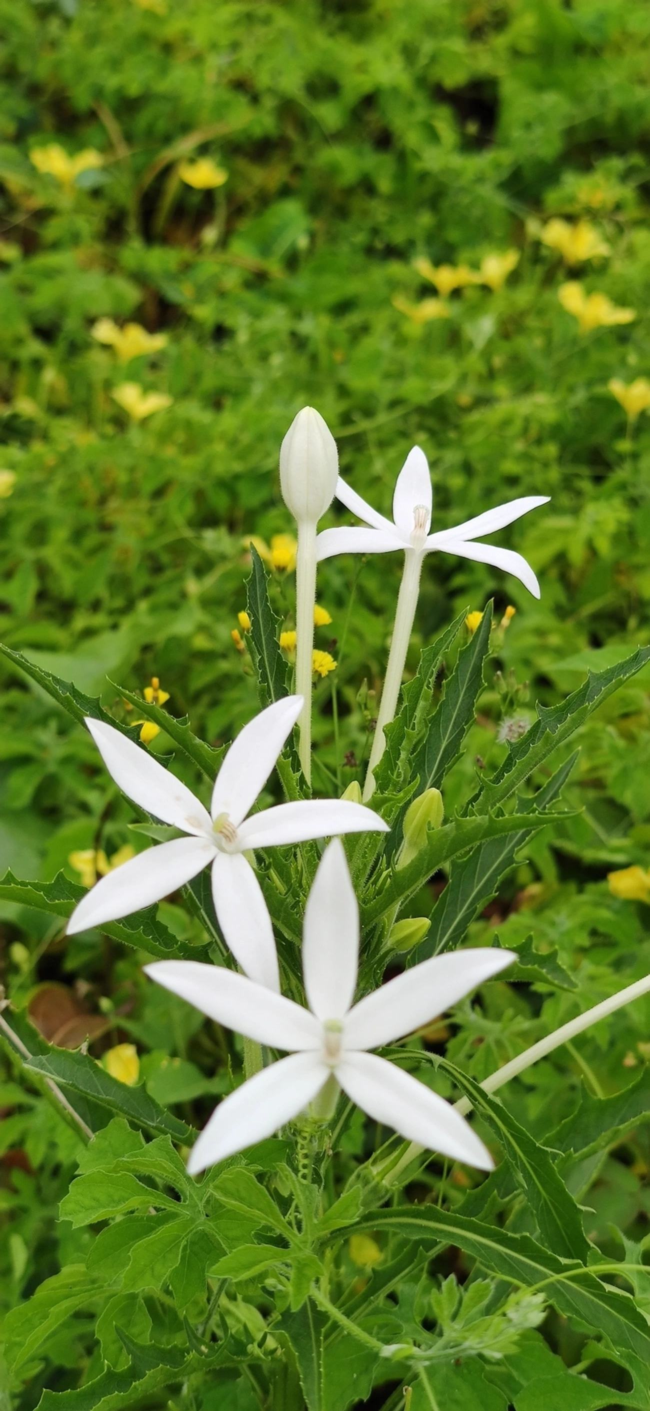 Arrebenta-boi (Hippobroma longiflora), plantas, fotografado em Maresias, São Sebastião