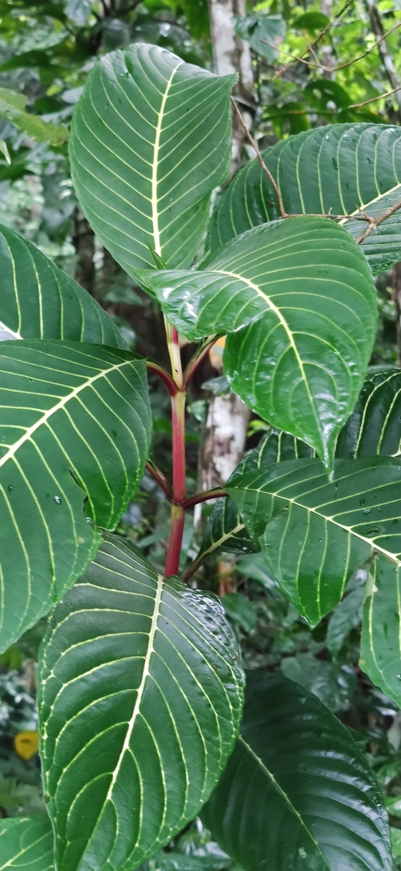Sanchésia (Sanchezia parvibracteata), plantas, fotografado em Maresias, São Sebastião