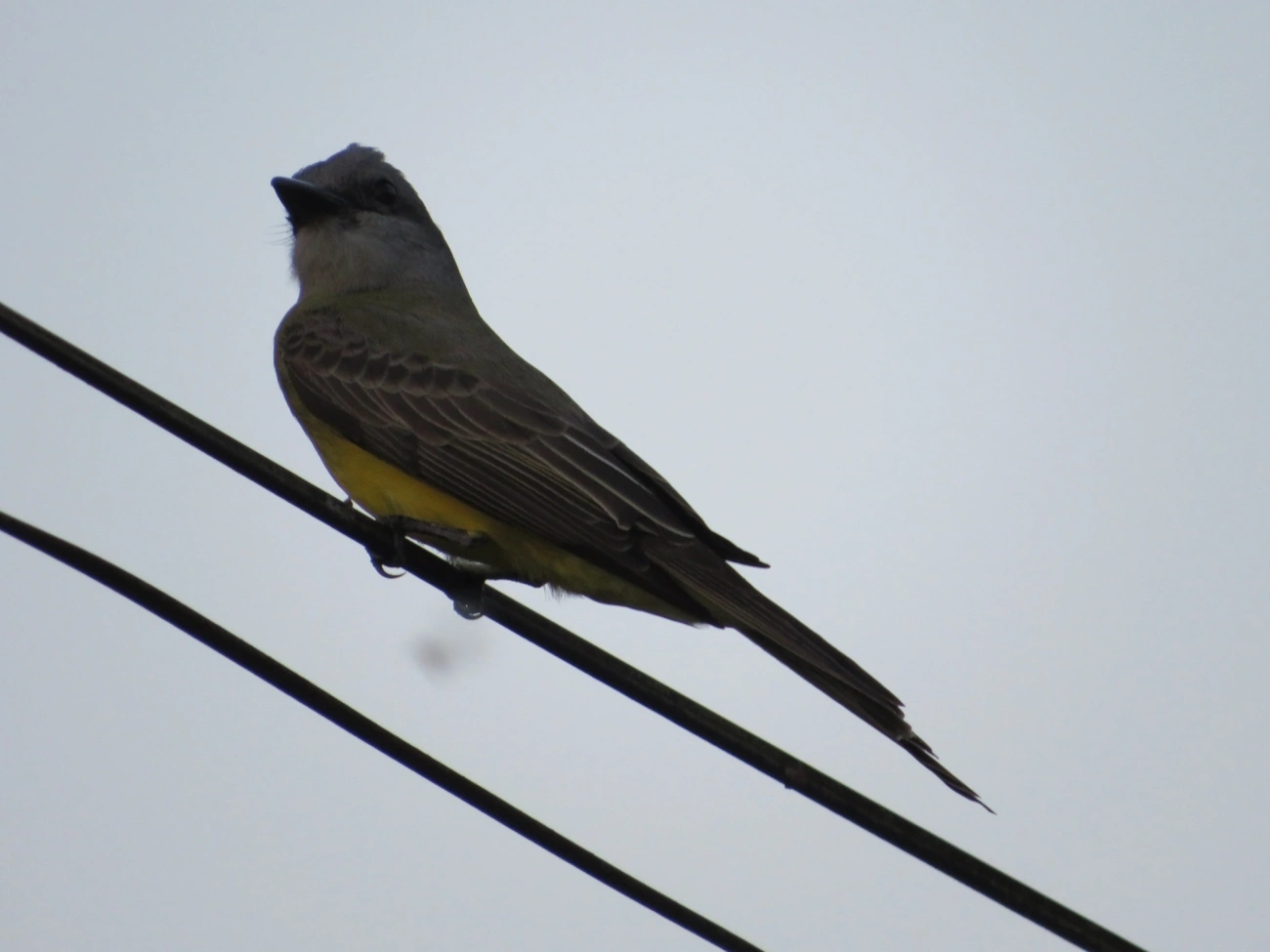 Suiriri (Tyrannus melancholicus), aves, fotografado em Maresias, São Sebastião
