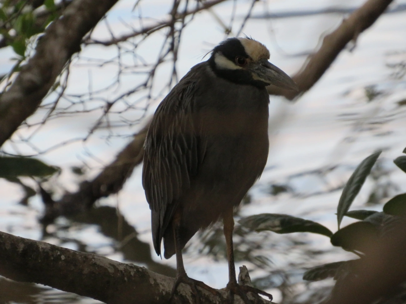 Savacu-de-coroa (Nyctanassa violacea), aves, fotografado em São Sebastião