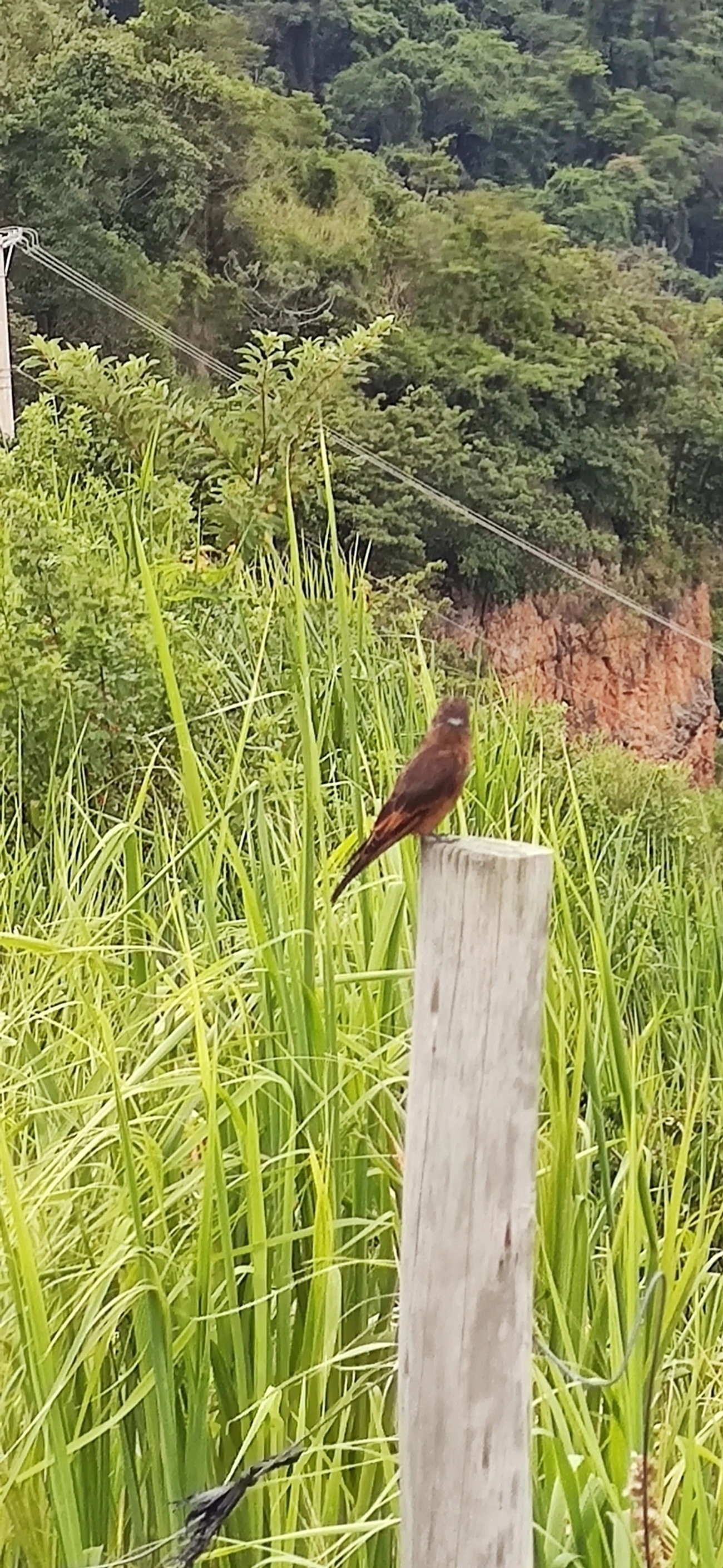 Gibão-de-couro (Hirundinea ferruginea), aves, fotografado em Barequecaba, São Sebastião