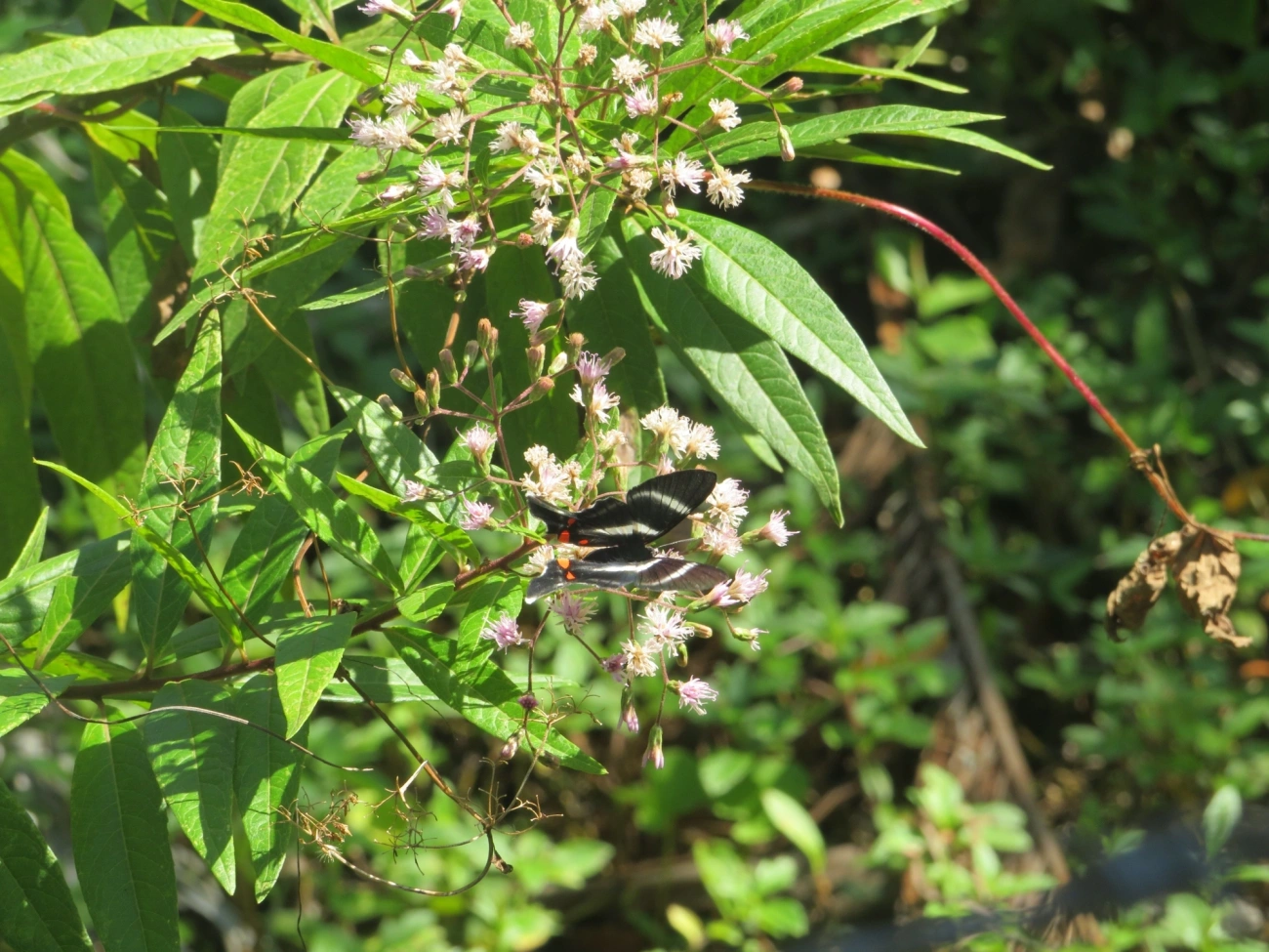 Metálica-de-cauda-longa (Rhetus arcius), insetos, fotografado em Maresias, São Sebastião