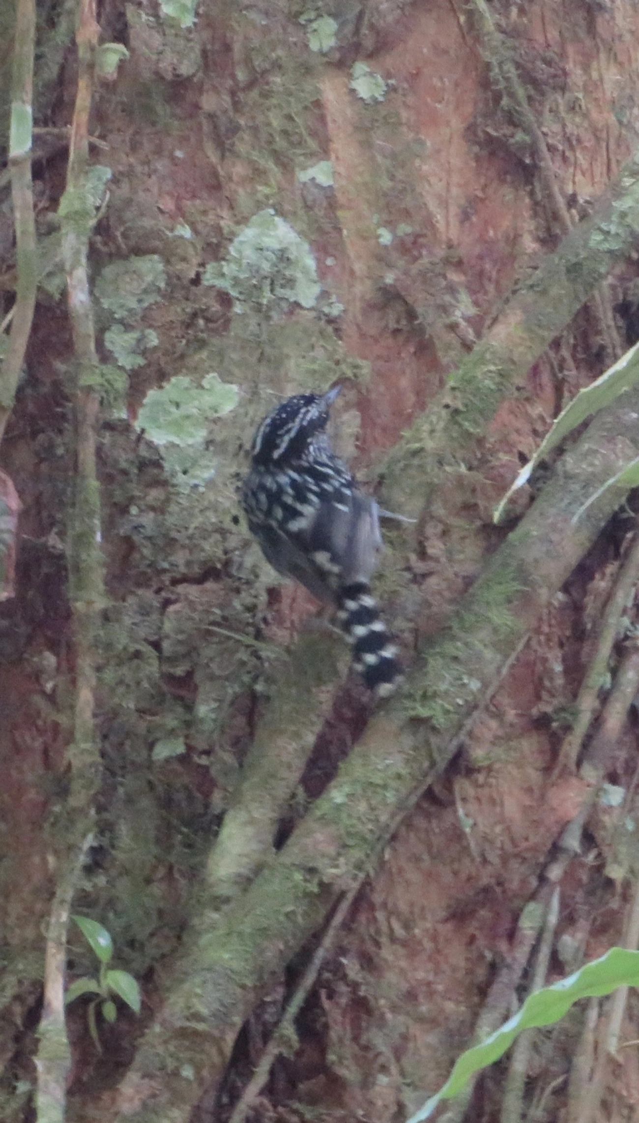 Pintadinho (Drymophila squamata), aves, fotografado em Maresias, São Sebastião