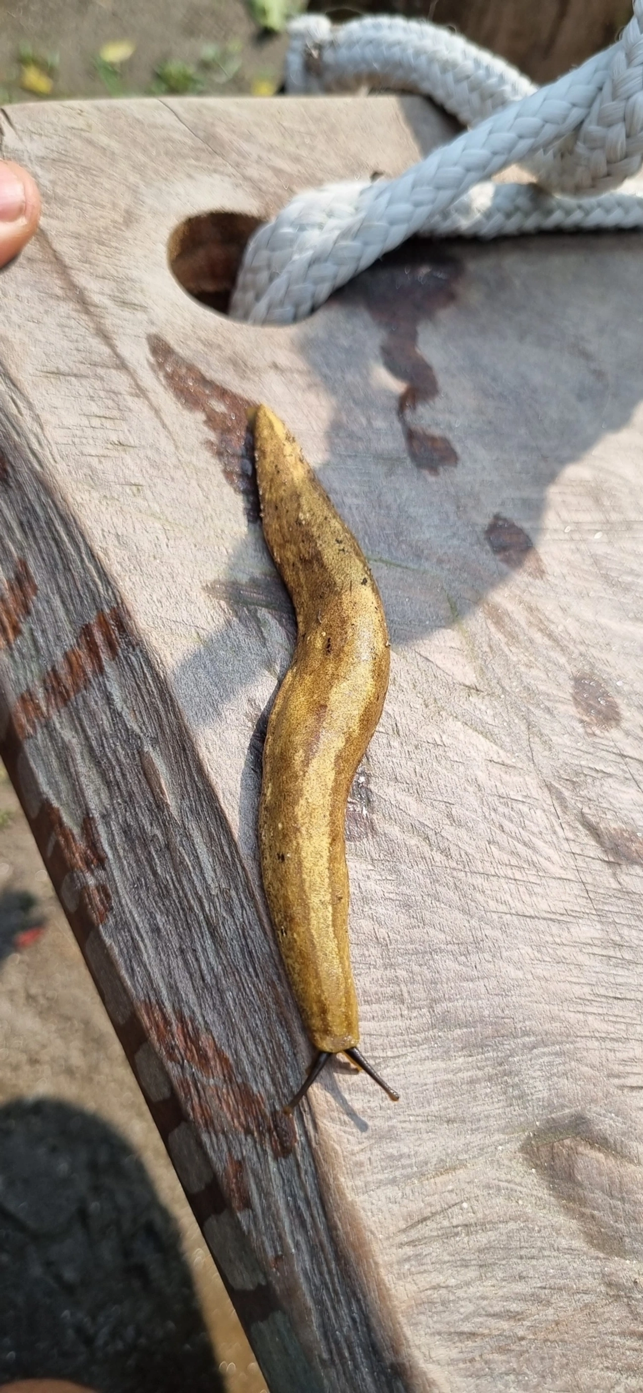 Vaginulus taunaisii, moluscos, fotografado em Paúba, São Sebastião
