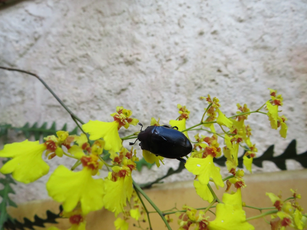 Macraspis, insetos, fotografado em Caraguatatuba