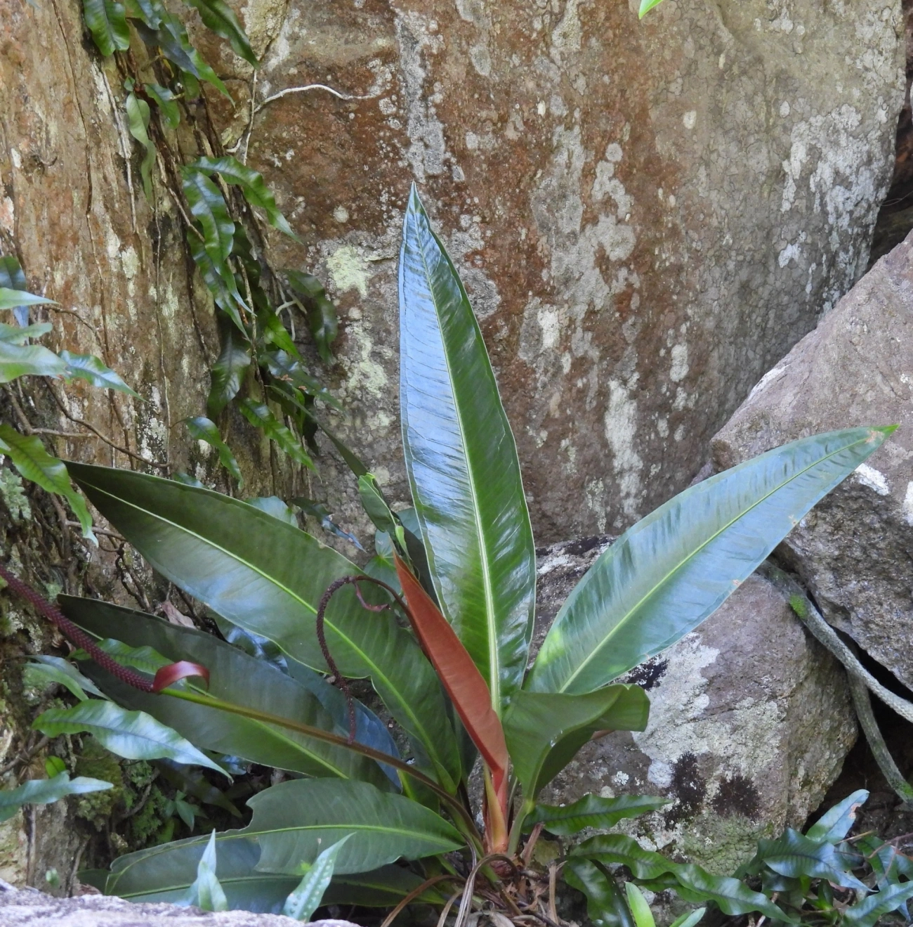 Antúrios (Anthurium), plantas, fotografado em Jabaquara, Ilhabela