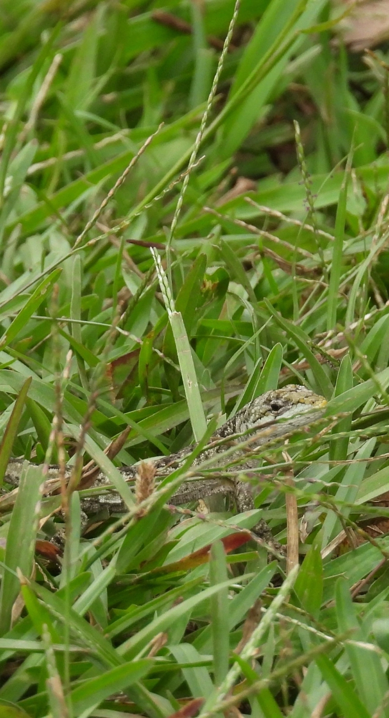 Iguaninha-rajada (Urostrophus vautieri), répteis, fotografado em Cabreúva