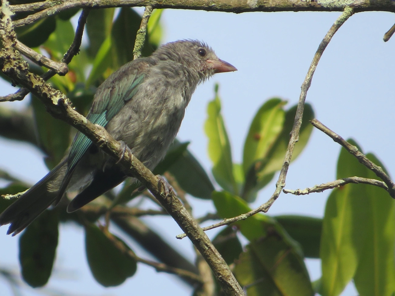 Sanhaço-cinzento (Thraupis sayaca), aves, fotografado em Maresias, São Sebastião