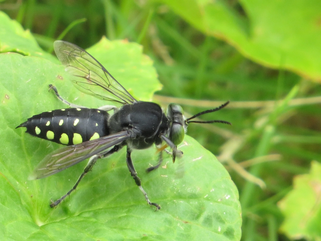Stictia punctata, insetos, fotografado em Maresias, São Sebastião