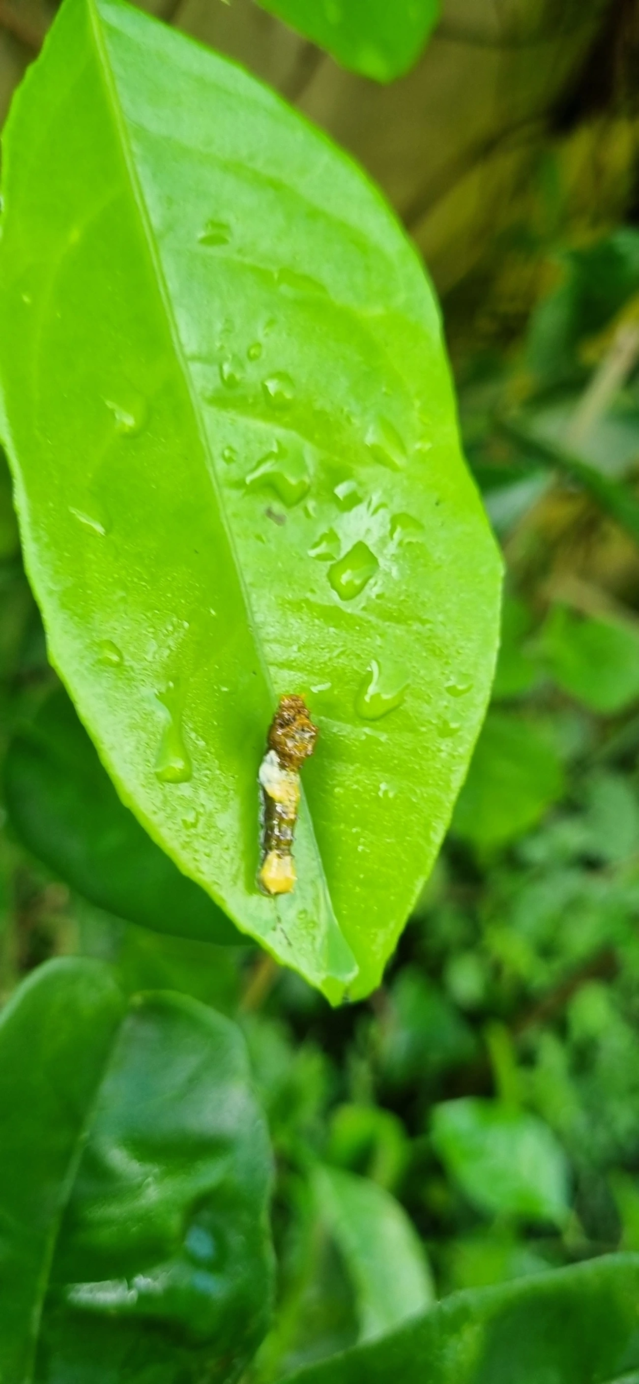 Heraclides, insetos, fotografado em Maresias, São Sebastião