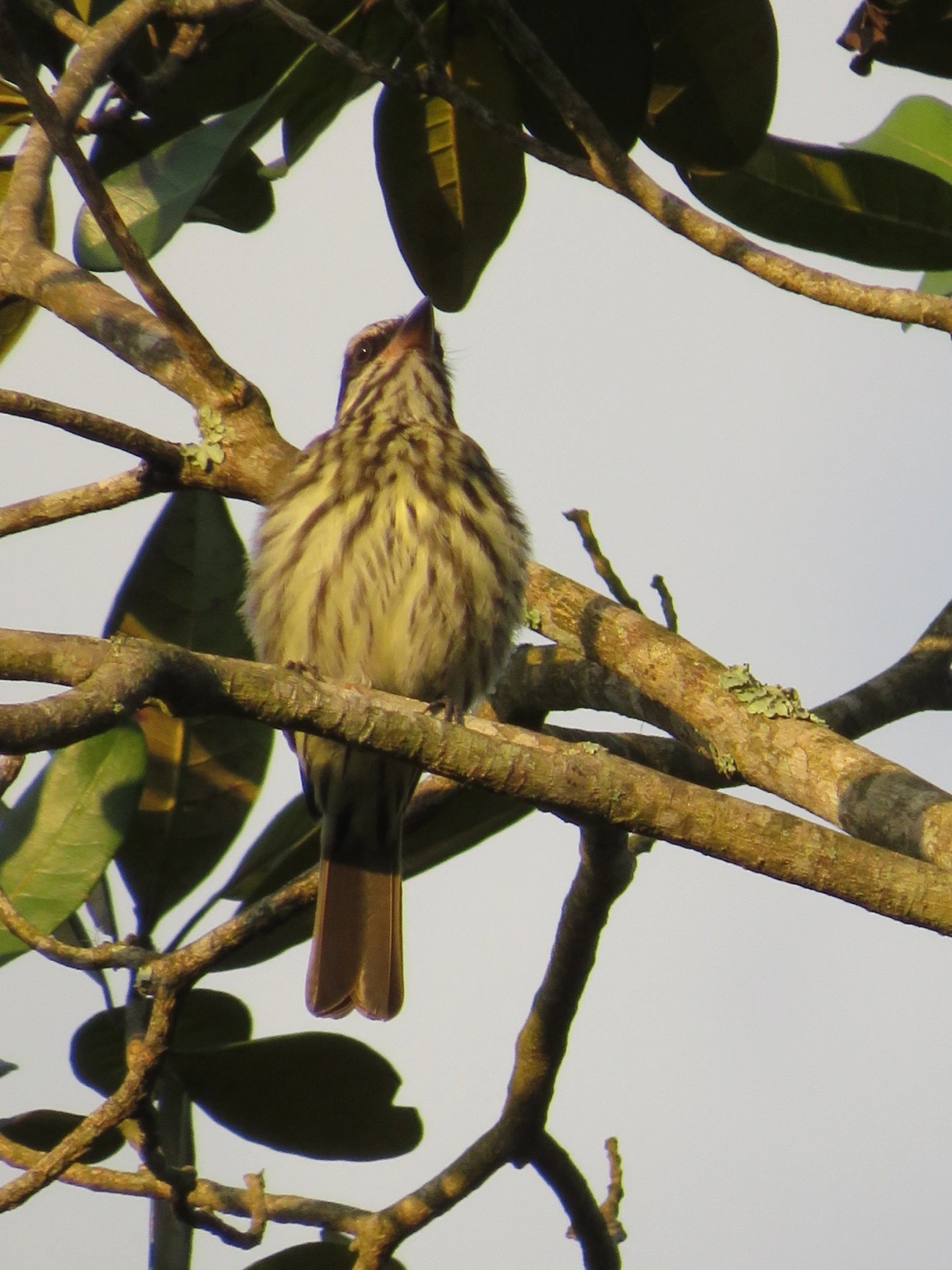 Bem-te-vi-rajado (Myiodynastes maculatus), aves, fotografado em Maresias, São Sebastião