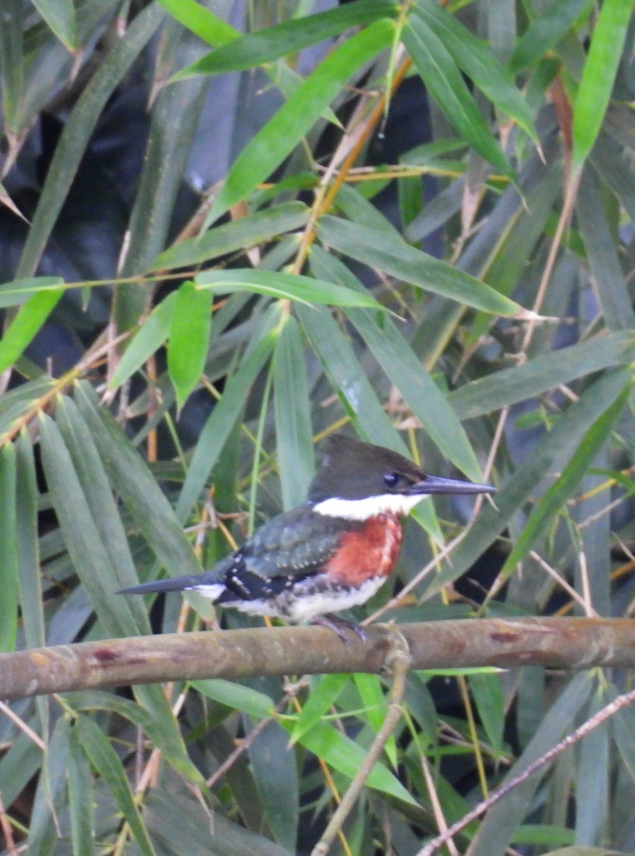Martim-pescador-pequeno (Chloroceryle americana), aves, fotografado em Maresias, São Sebastião