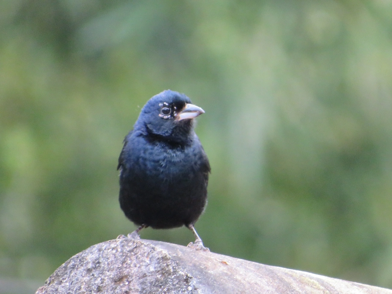 Tiê-preto (Tachyphonus coronatus), aves, fotografado em Maresias, São Sebastião