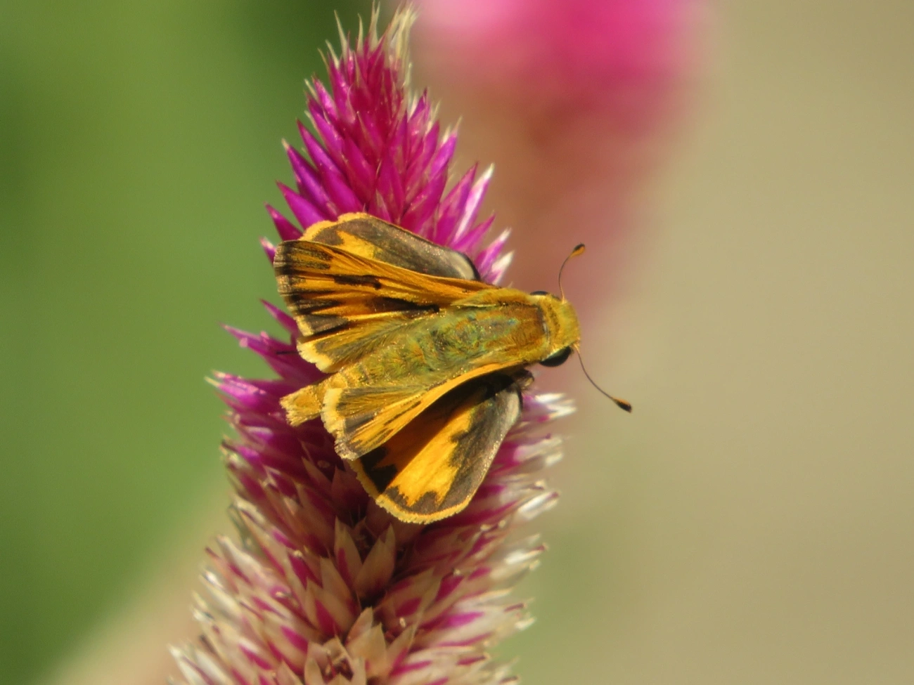Hylephila phyleus, insetos, fotografado em Maresias, São Sebastião