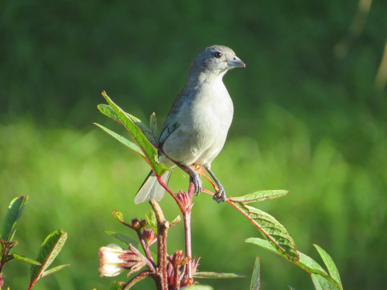 Sanhaço-cinzento (Thraupis sayaca), aves, fotografado em Maresias, São Sebastião