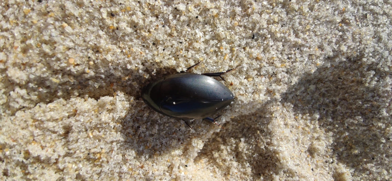 Hydrophilus, insetos, fotografado em Maresias, São Sebastião
