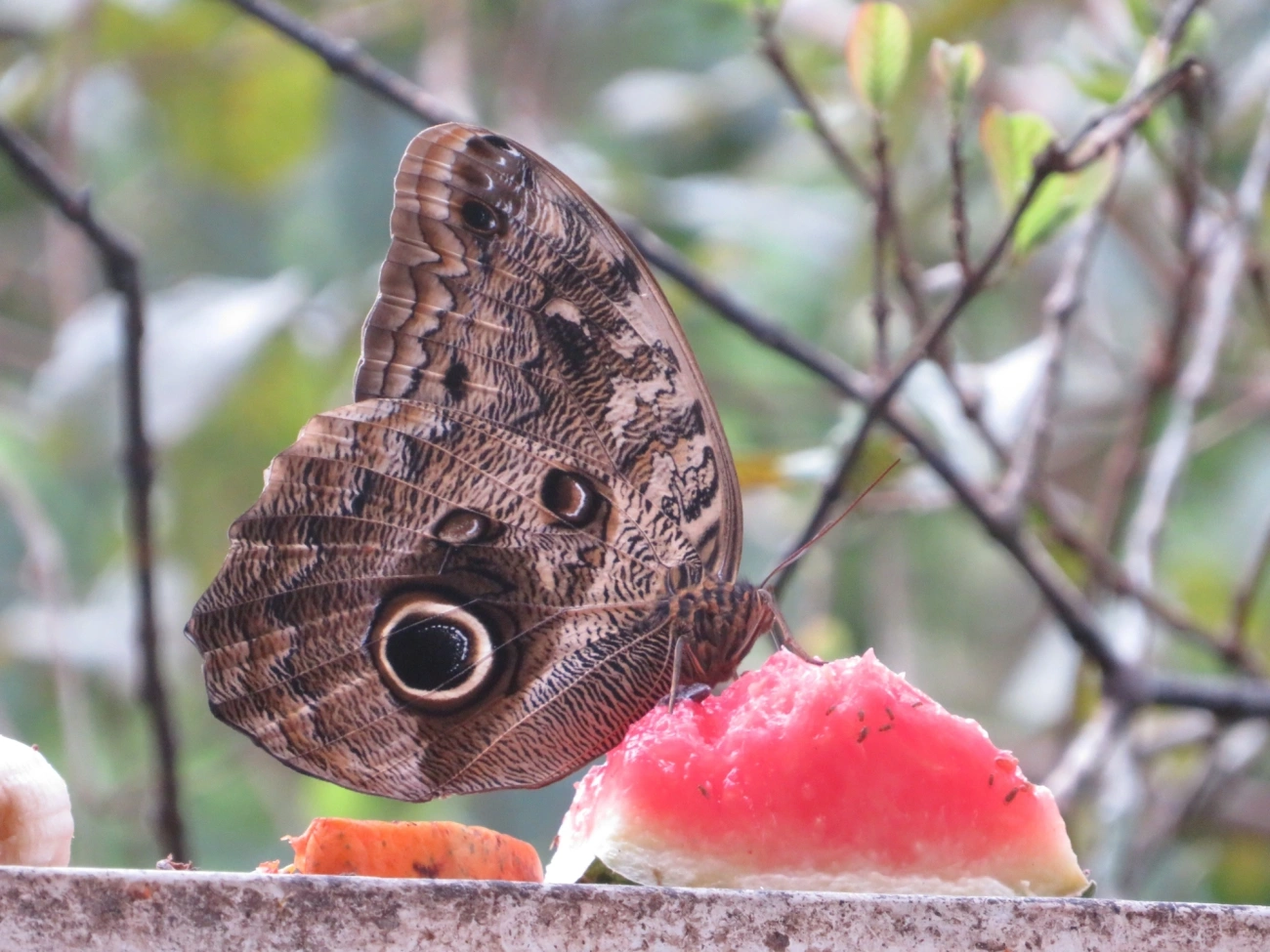 Borboleta-coruja (Caligo brasiliensis), insetos, fotografado em Maresias, São Sebastião