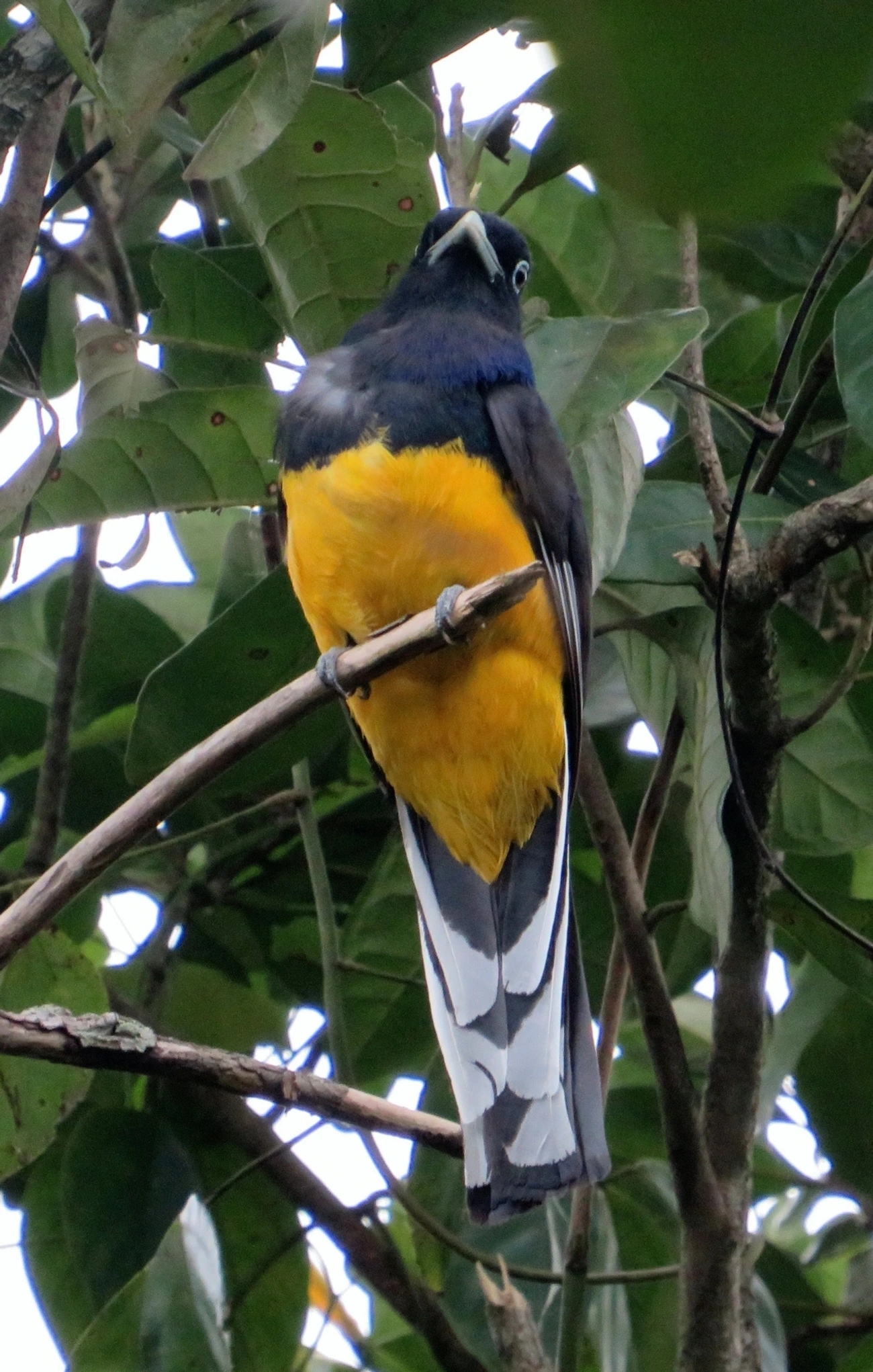 Surucuá-de-barriga-amarela (Trogon viridis), aves, fotografado em Maresias, São Sebastião